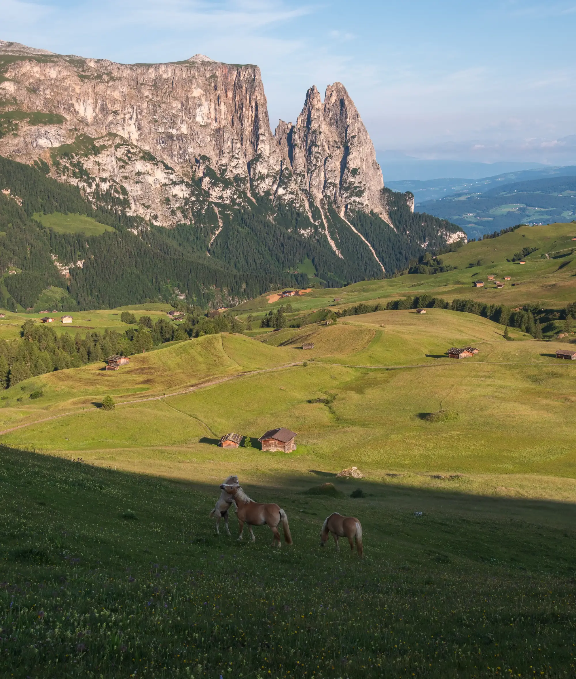 Schlern mit Haflinger Pferden auf der Seiser Alm Schlern mit Haflinger Pferden auf der Seiser Alm